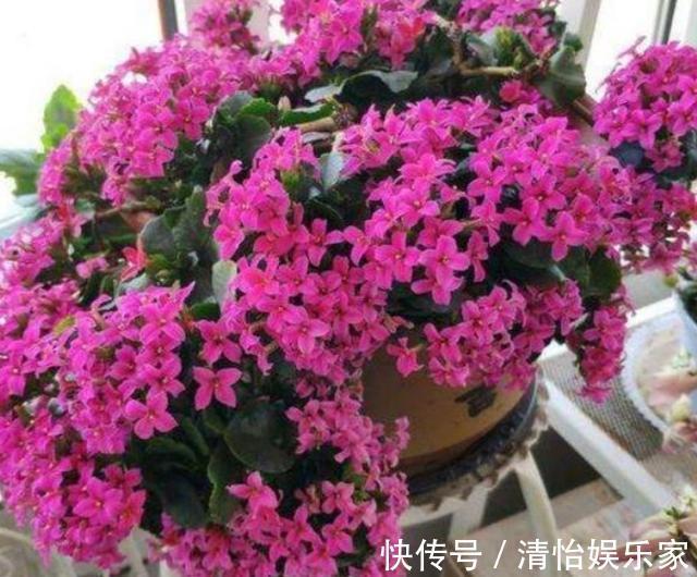 花友们|养花别光注意水、肥、光了,多小心2点,选对花盆事半功倍