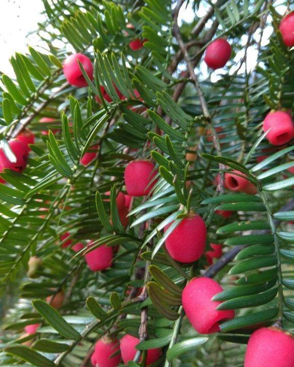 养了6年的红豆杉,结了红果子,家里养上一棵,留作观赏用