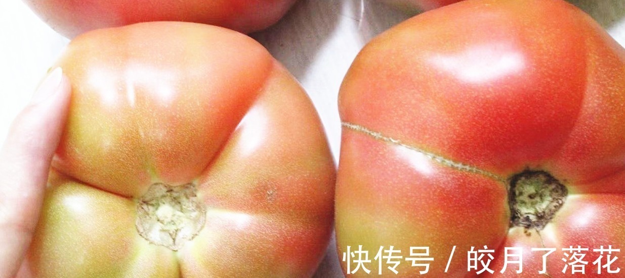 没人告诉你“激素西红柿”长啥样,今天和大家说说,记得告诉家人!