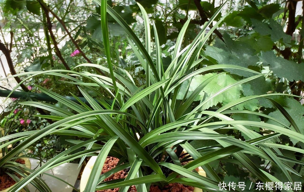 发酵|养花最好的“有机肥”,原来是粪球球,什么植物都能用,养啥都旺