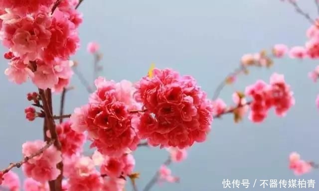 中年|春暖花开游贵州，“花花世界”惹人醉！