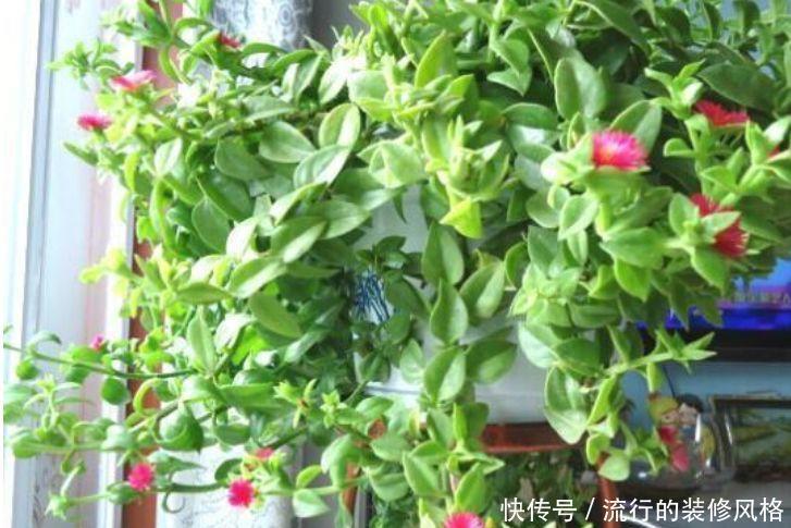 花卉|此款花卉,花艳易爆盆,开花幽香暗淡,家里养着上档次,花色鲜艳