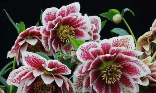  超高|4种花颜值超高，漂亮似牡丹，四季有花开，香气怡人，是盆栽佳品