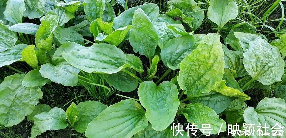 耳鸣耳聋|农村4种常见的野草,是不可多得的中药,关键时刻可以救你一命