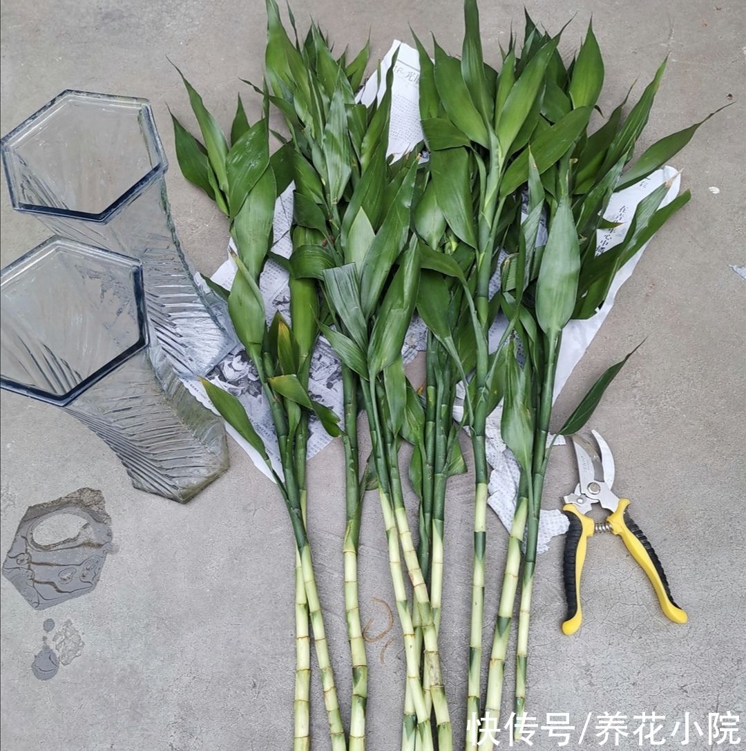 富贵竹|水培富贵竹，做好4个要点，半个月长出大白根，枝叶茂盛