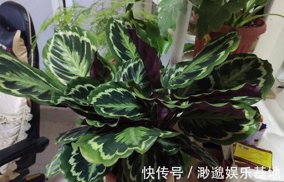 叶片|淘米水、啤酒、牛奶浇花,有什么忌讳弄懂这些变成养花的宝贝