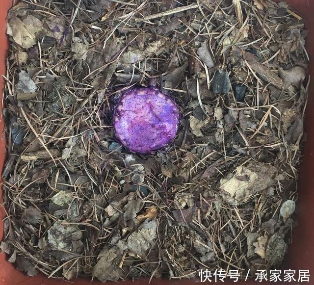 基部|李大姐养君子兰,开春切一刀,养60天,冒出9个芽,要爆盆了