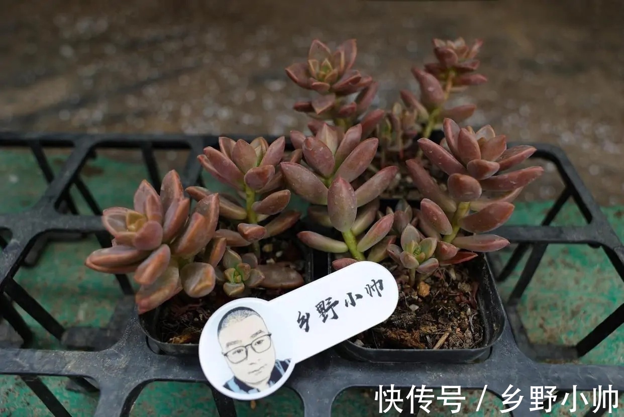 花盆|不管你是萌新还是大神，这两款漂亮的老桩多肉。都值得入手