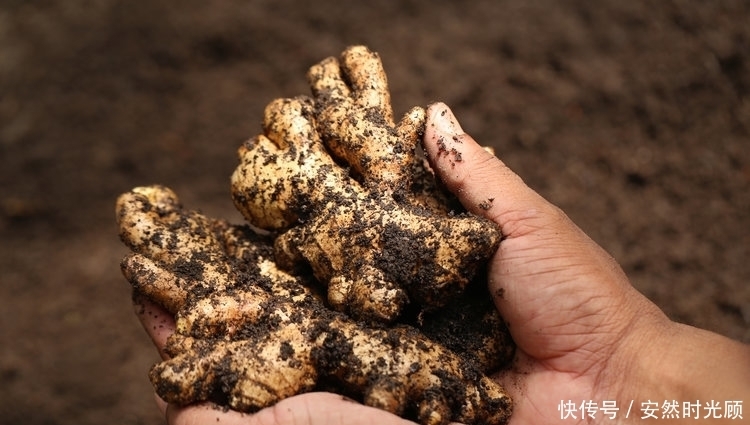 用生姜泡水，一周后，身体这5个小毛病竟都好了！