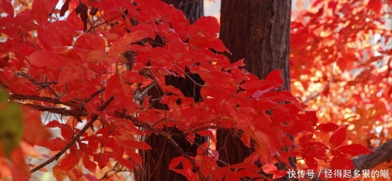 杜牧这首诗美得令人心醉,短短的28个字,写出了充满诗意的秋天!