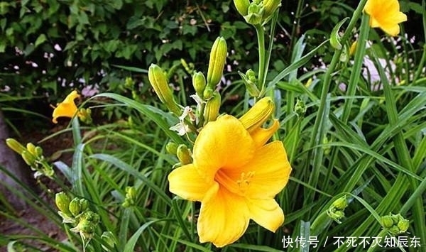 草本植物|庭院植物配置之常用乔木、灌木、藤本及草本植物