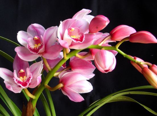 这几款植物养在家里,花期长易打理,不仅好养活,还有趣味