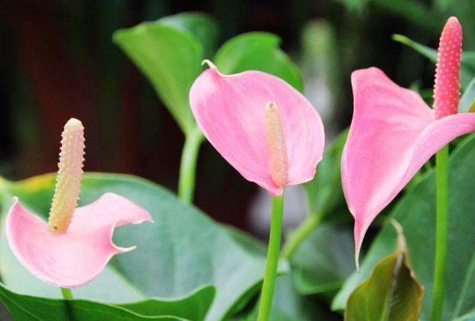 养红掌,学会“转一转”,叶片油亮、花苞多,满屋“红艳艳”