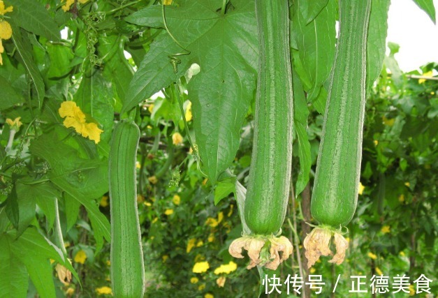 美容抗衰|女性想要皮肤好,学会吃四种食物,美容抗衰,排毒养颜,滋润肌肤