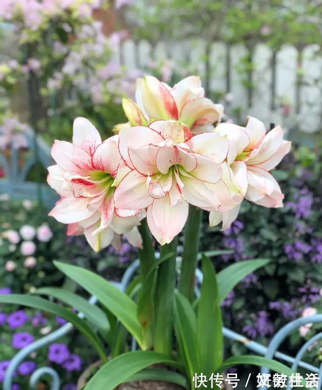 家里养盆朱顶红,开花个个比脸大,牛年养它“注定红”!