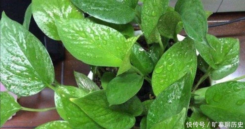 茶叶水残渣,直接倒进花盆里,对花卉有利还是有害