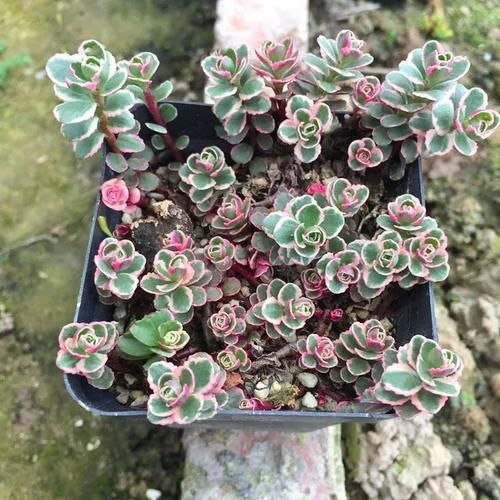 养护盆栽多肉做好这几点,在阳台上养出好看状态