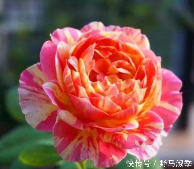 莫奈|4种花是真正的开花机器,空气清新,满屋飘香