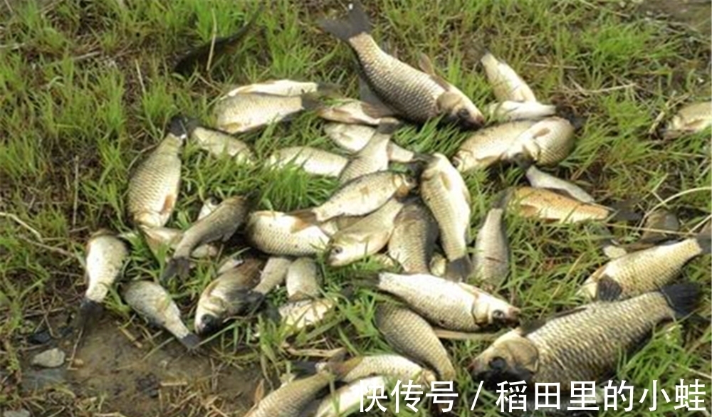 仲春野钓大鲫鱼,这三种天气鱼情最好,随便钓,大鲫鱼也能连竿上