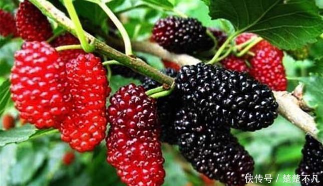 桑葚|“大姨妈”期间,以下五种水果不要碰,尤其是第五种你还在吃!