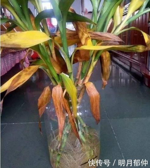 维生素c|文竹富贵竹黄叶，吃粒过期药，30天长爆盆，根系粗壮、叶子绿