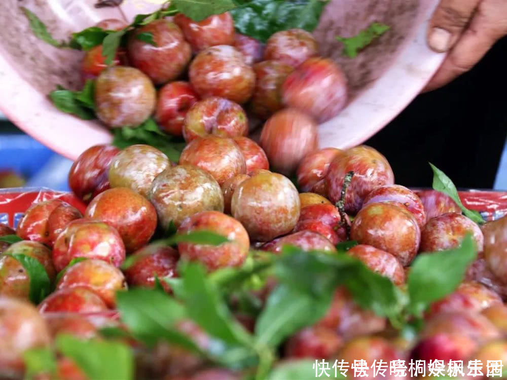 古人|果皮果肉全是红色,古人称它为“肝之果”,6月过错它太可惜