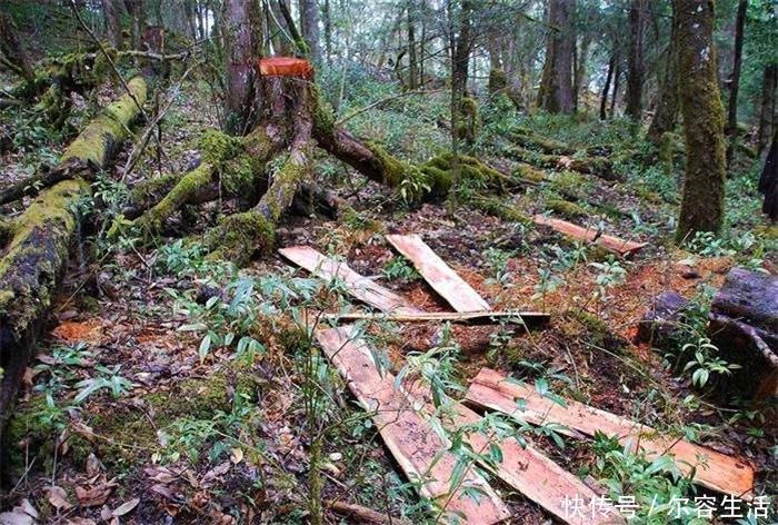 树皮|57年前被发现价值,曾一度濒危,如今有人大量种植,却沦为盆栽