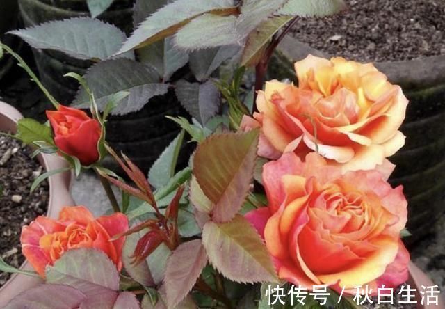 土壤有“虫卵”,3个“小步骤”做好,土壤变干净,花卉不烂根