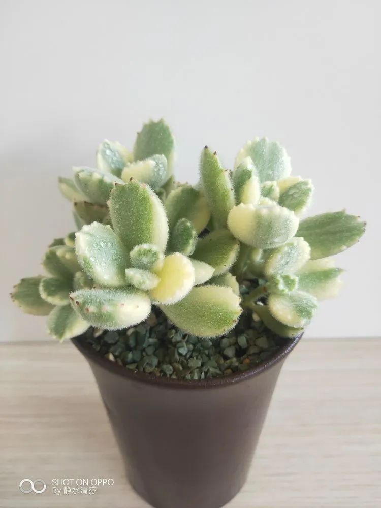 状态一般的多肉们，在我这儿已经是最美的存在了！
