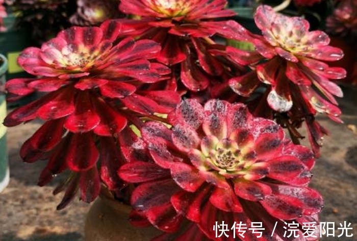 如果你家法师中间“突起”,不要修剪先欣赏,几个月就能爆侧芽