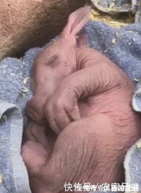 动物园|“世界最丑宝宝”诞生 兔耳朵猪鼻子 你们肯定不知道它是啥？