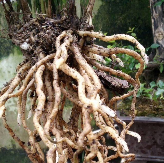 老爸用这个植料养兰,呼呼冒出大白根,又壮又多