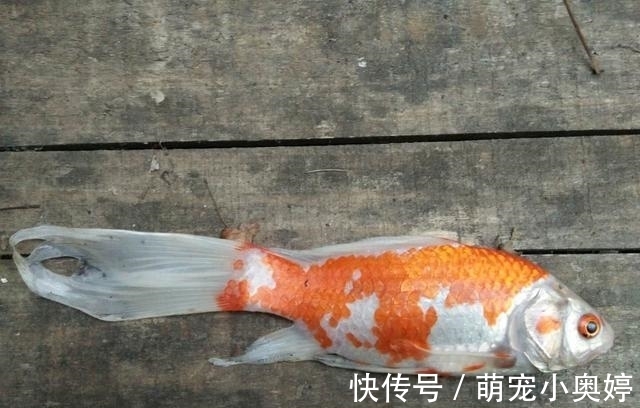 锦鲤|三大冷水鱼，草金鱼占了个不上不下的位置，给人鸡肋的感觉