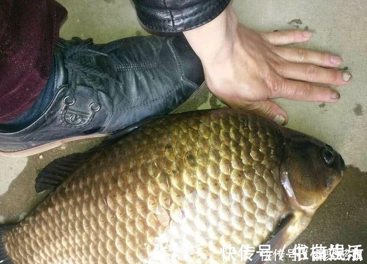 钓鱼人|他野钓钓到六斤鲫鱼王,一看竟是“太监鲫鱼”这究竟是谁的功劳