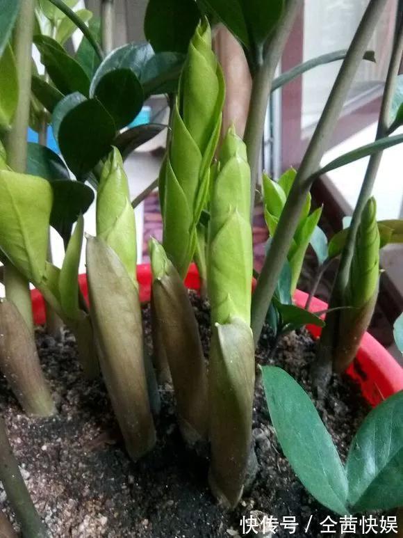 发财树|养花技巧6种花须用小盆“挤着养”,控水好、长得旺!