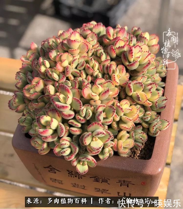 多肉花园梦青春正好,梦想趁早,别坐等自己变老!