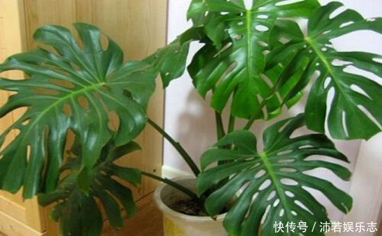 元气满满|听说养花还可以给室内降温,养上这些花,让你清凉一夏天