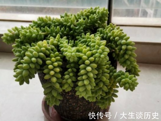 多肉玉缀又徒又绿该怎么办满足这些条件，盆栽马上变漂亮！