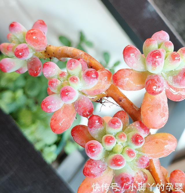 分享容易养成“老桩”的4种普货，初冬的肉肉又美又有韵味，爱了