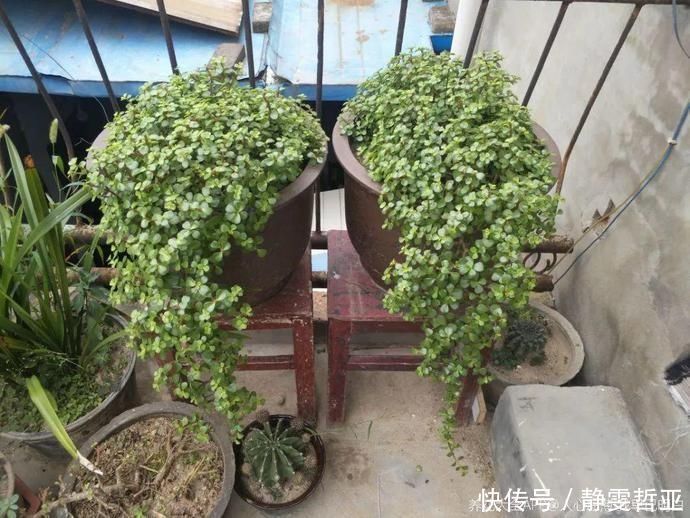 虎皮兰,红掌,吊兰养成老桩，变成大树，真壮观