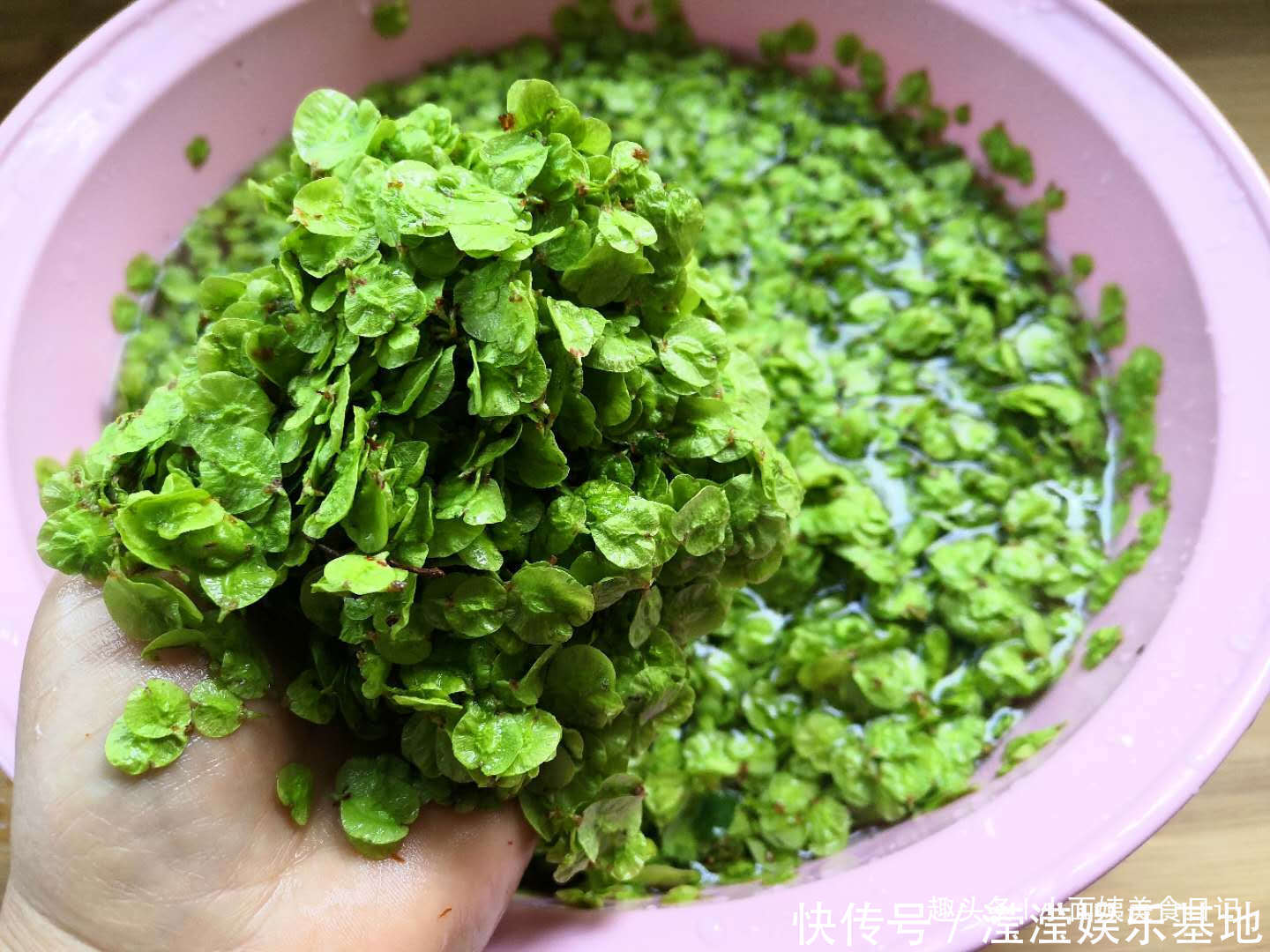 它是“树上的安眠药”一分钱不花，每天吃点，一躺下就到天亮！