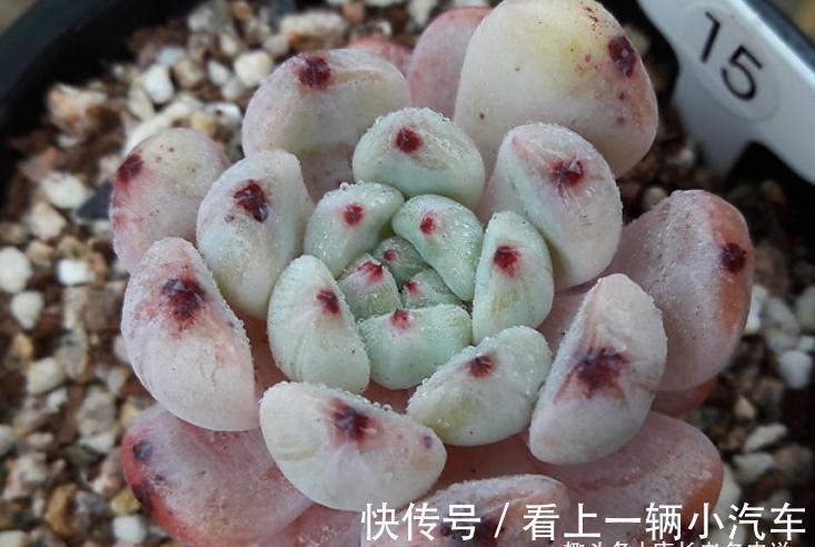 多肉雪爪比安特——小盆控养成胖墩,大盆放养会“炸毛”的品种