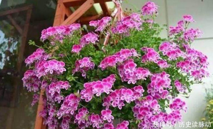 4种花芳香四溢,沾土就活,遇水就疯长,不怕养不活