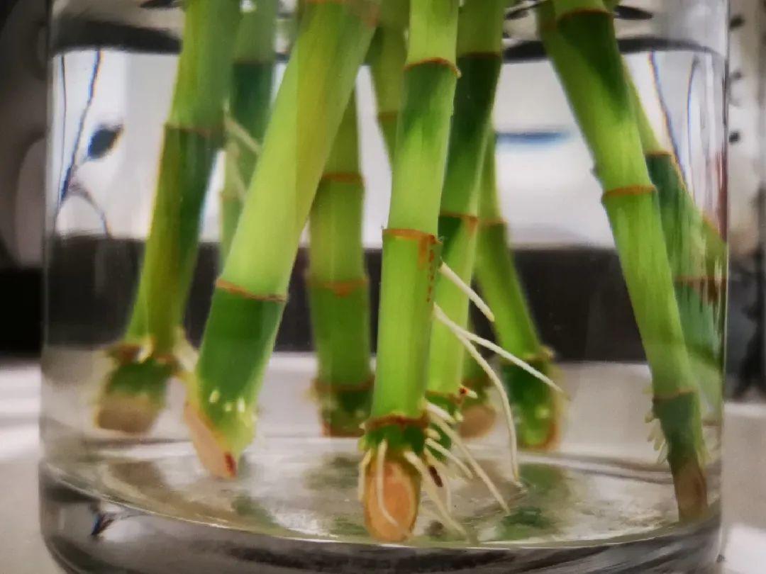 龟背竹是“吸废气”高手,家里放一盆,门窗紧闭也能空气清新!