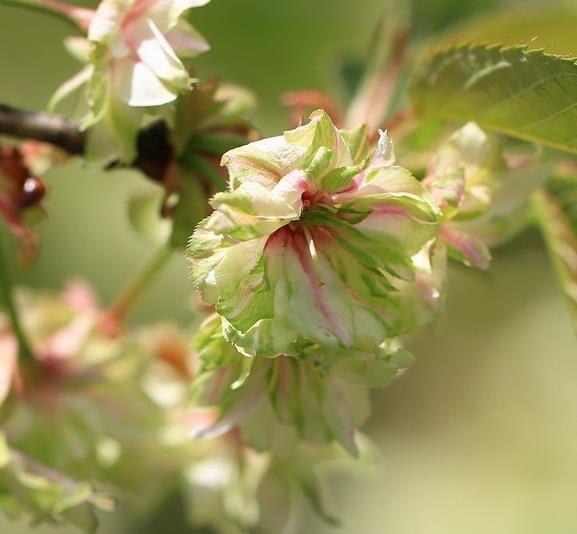  御衣黄樱花|此花是世界一大“奇”，被誉为“花界奇花”，三奇之花