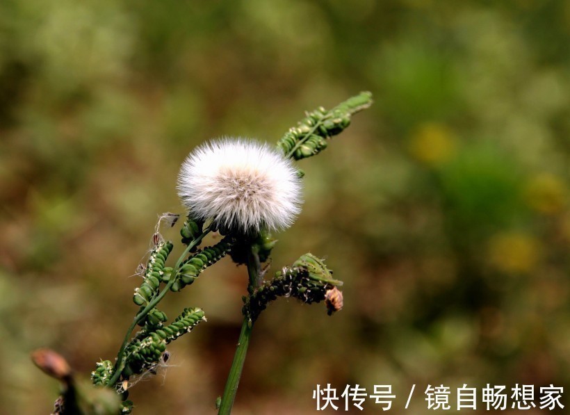 有心机|算命先生说4个生肖傻人有傻福，看起来总吃亏，却是好命的人