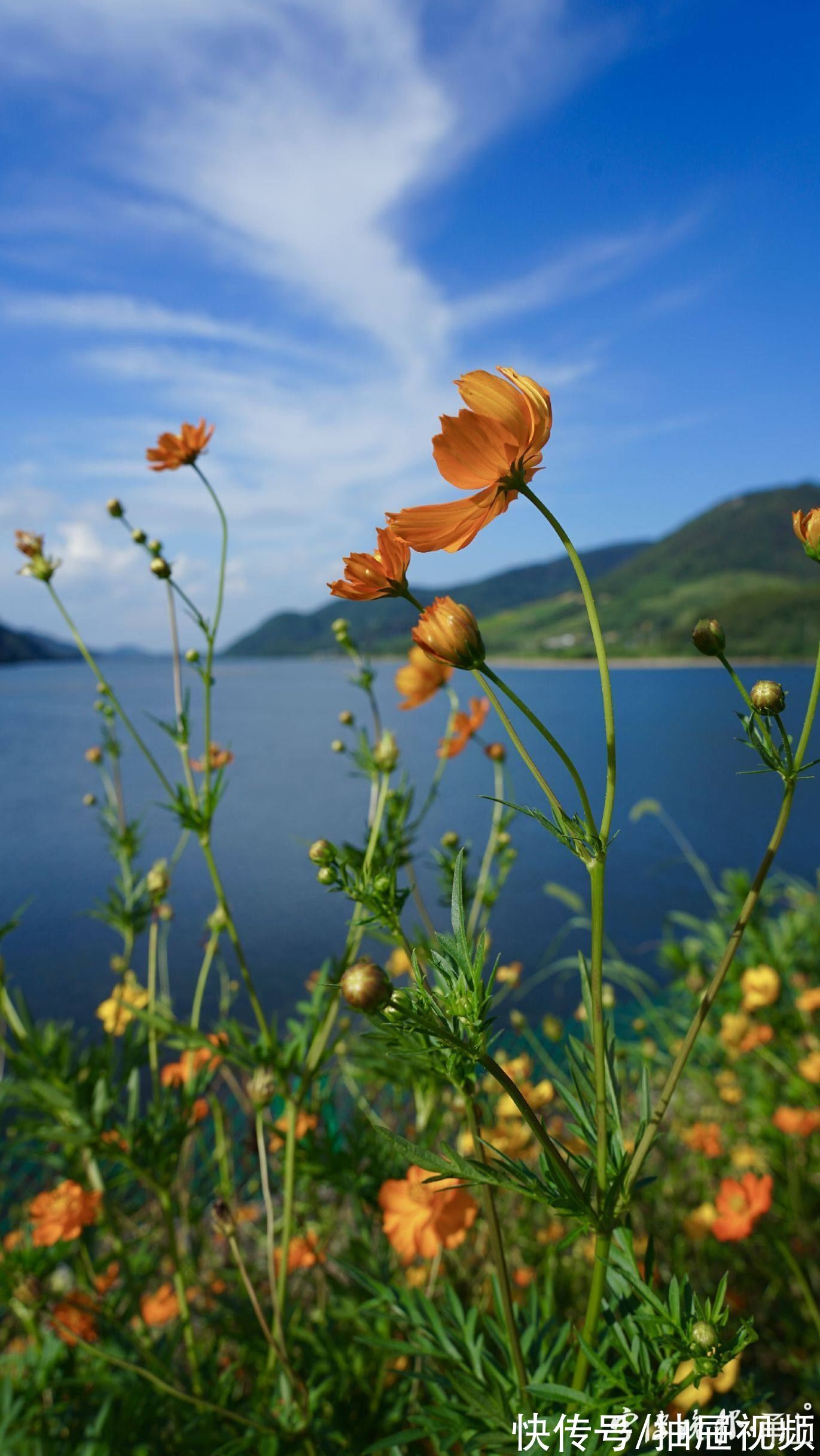 万工轿|粗犷荒地“变身”精致花海！到宁波这里赏花“送”稀缺湖景