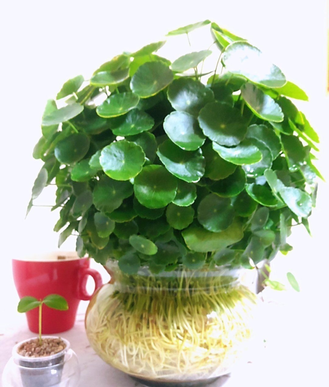 塑料瓶|旧筷子、老干妈瓶别扔，拿来养花效果好，省下一笔养花钱