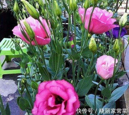 家里阳台养此款花，新手也能养爆盆，花色艳丽，花开枝繁叶茂，美