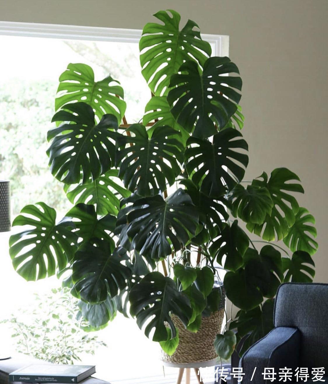 8种“漂亮花”别晒大太阳，一晒就耷拉，客厅不见光，养成绿森林